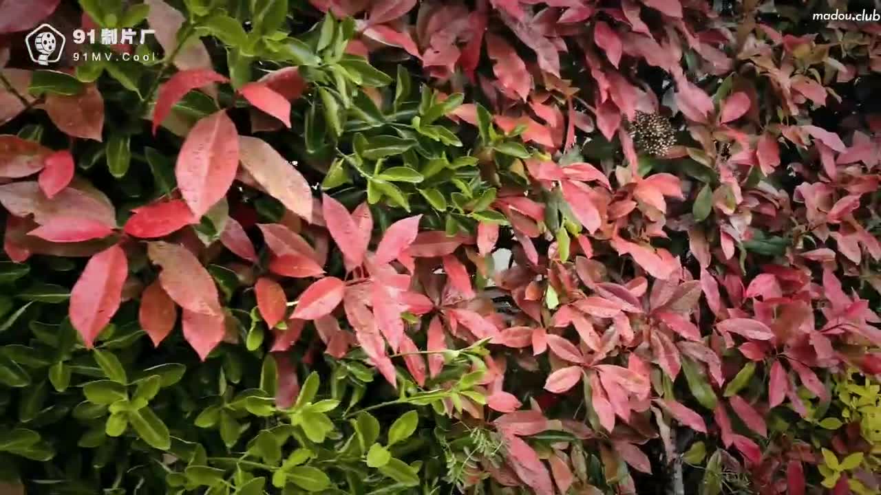 CUS-887 私人玩物1  傲娇御姐 吸精女神